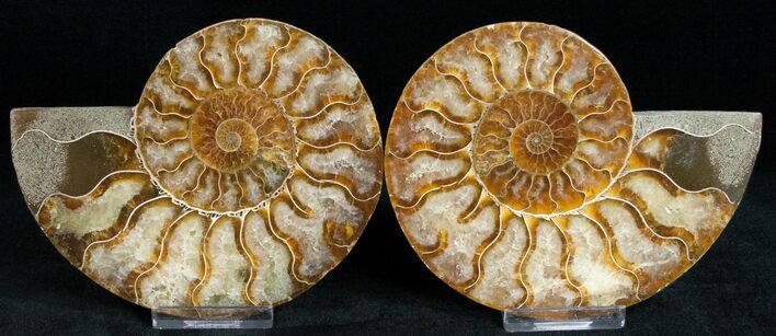 Beautiful Cut/Polished Ammonite (Pair) #11794